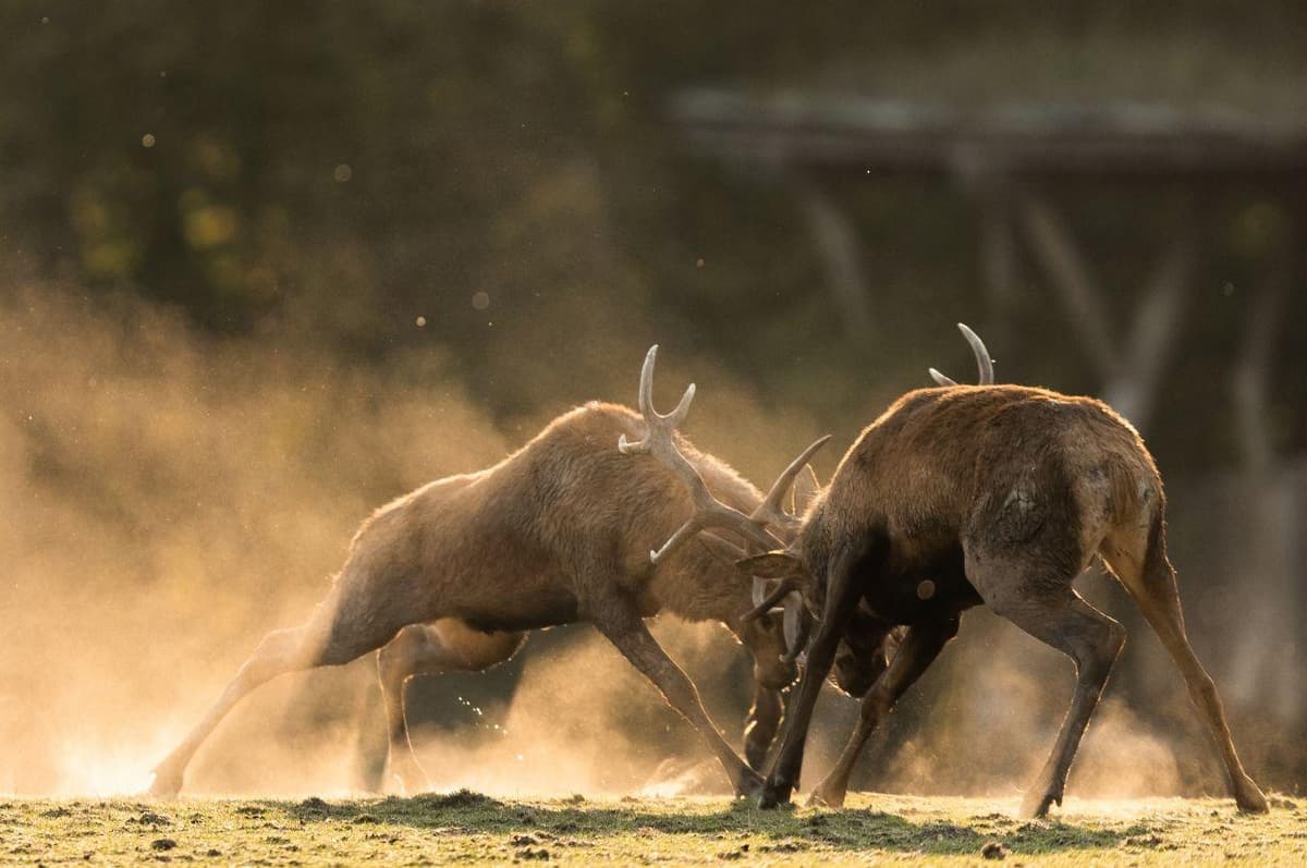 Brame du cerf expliqué aux enfants