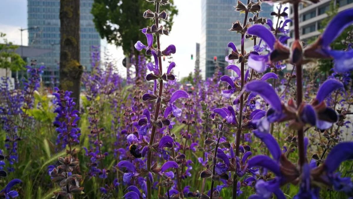 Walks to Discover Medicinal Plants