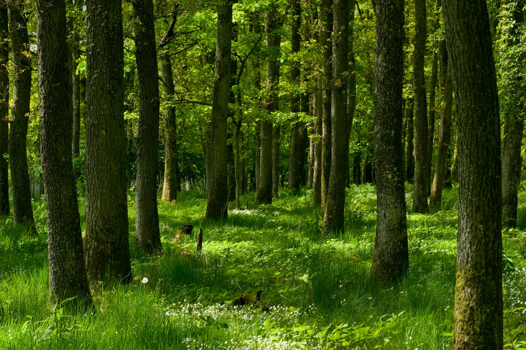 Forest Bath – Find Calm, Recharge