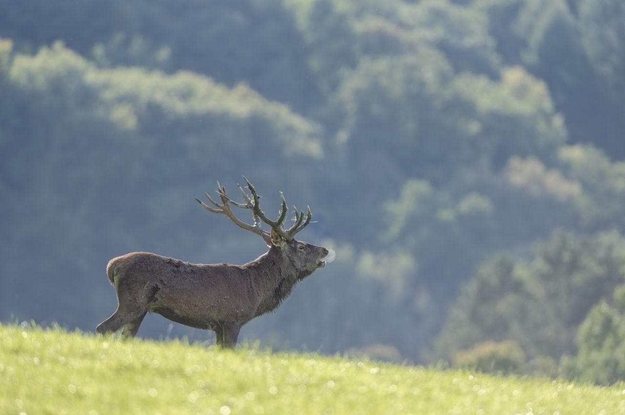 Deer Rut Explained to Children