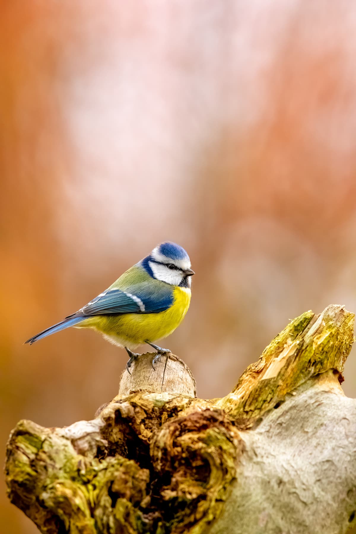 Tresser des saules pour les oiseaux – Une mangeoire à fabriquer soi-même !