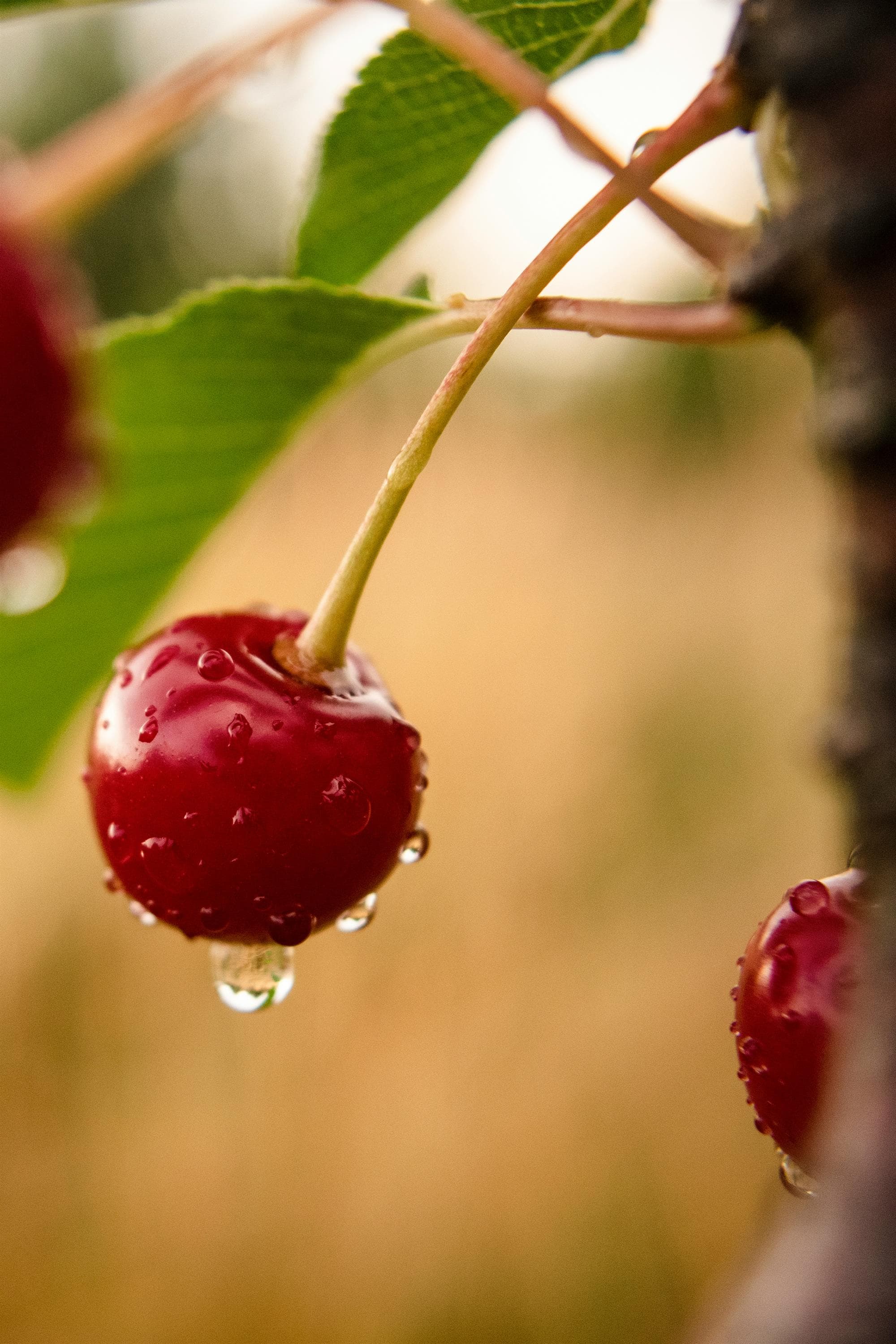 Fête des cerises