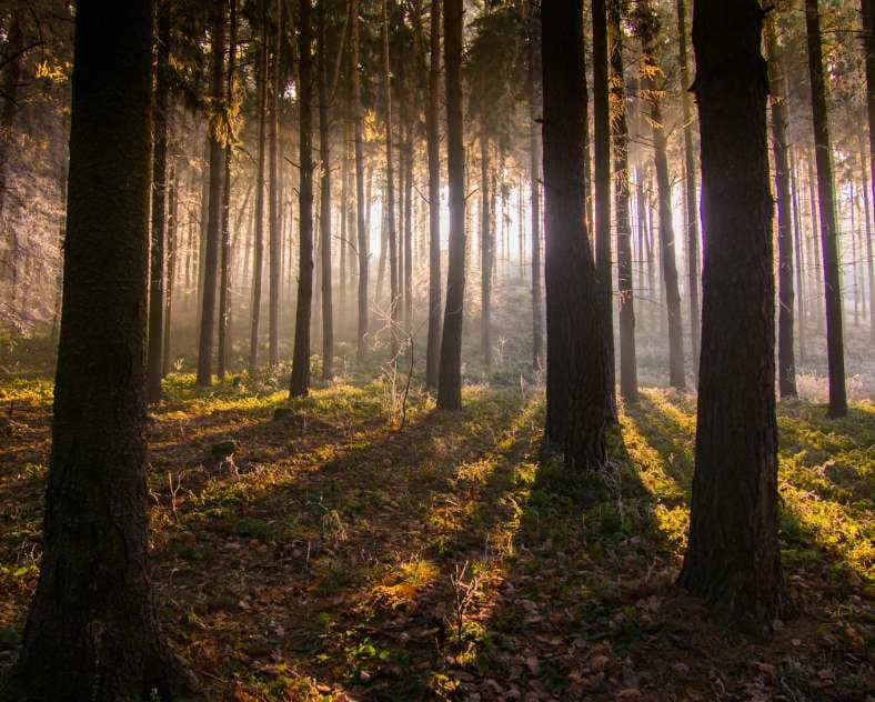 Nature Outing - Immersive Walk in the Forest Following in Emile's Footsteps