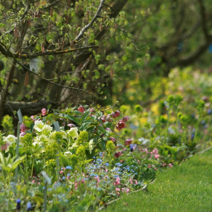 Workshop - What to Plant in the Shade?