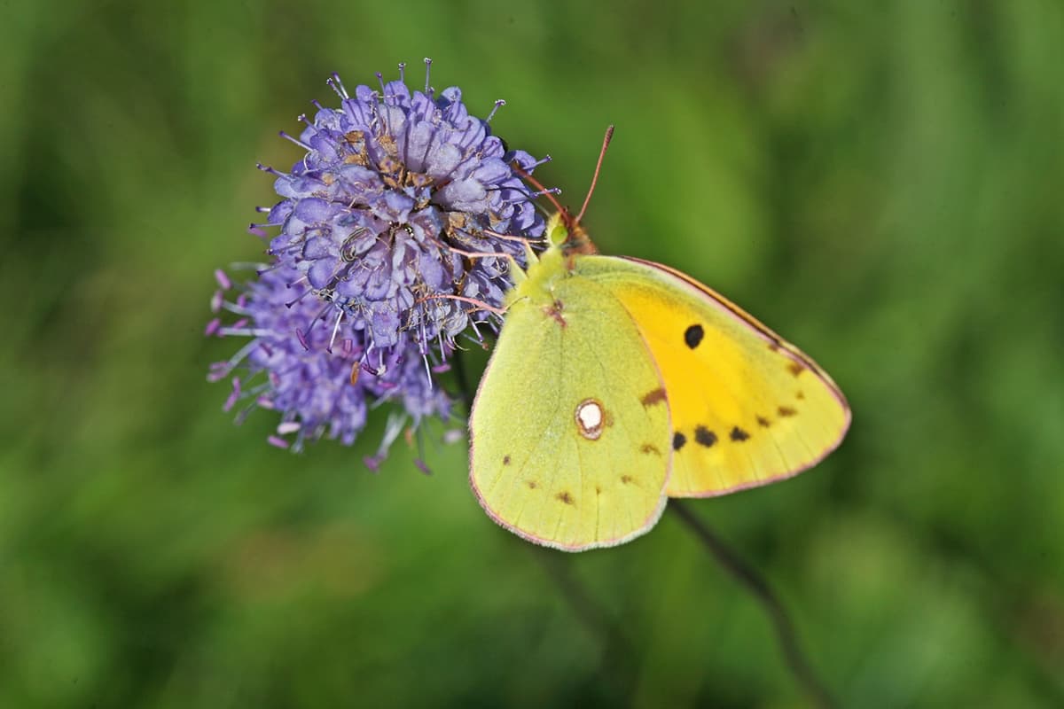 Nature break - Meet the Devil's-bit scabious and its pollinators