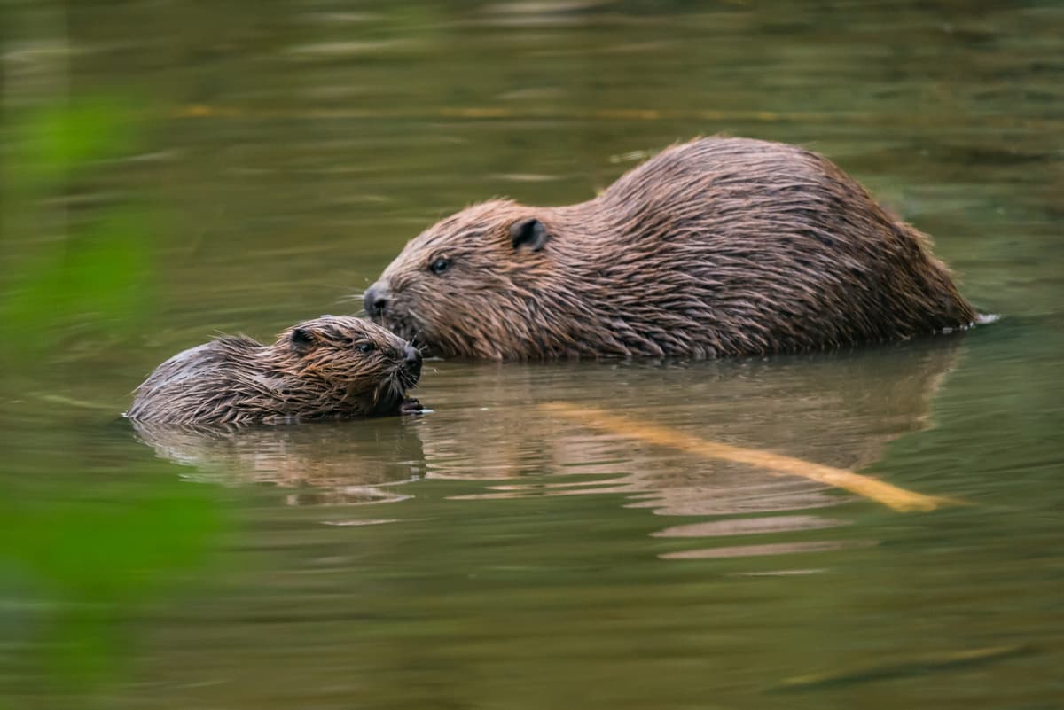 On the trail of beavers and cultural heritage