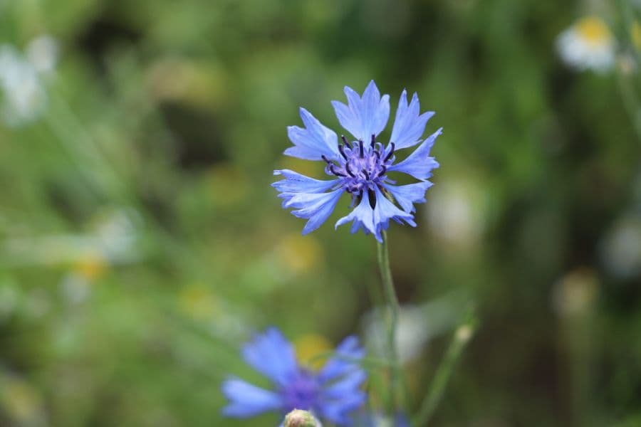 Colloque BIO « Biodiversität durch Biolandwirtschaft »