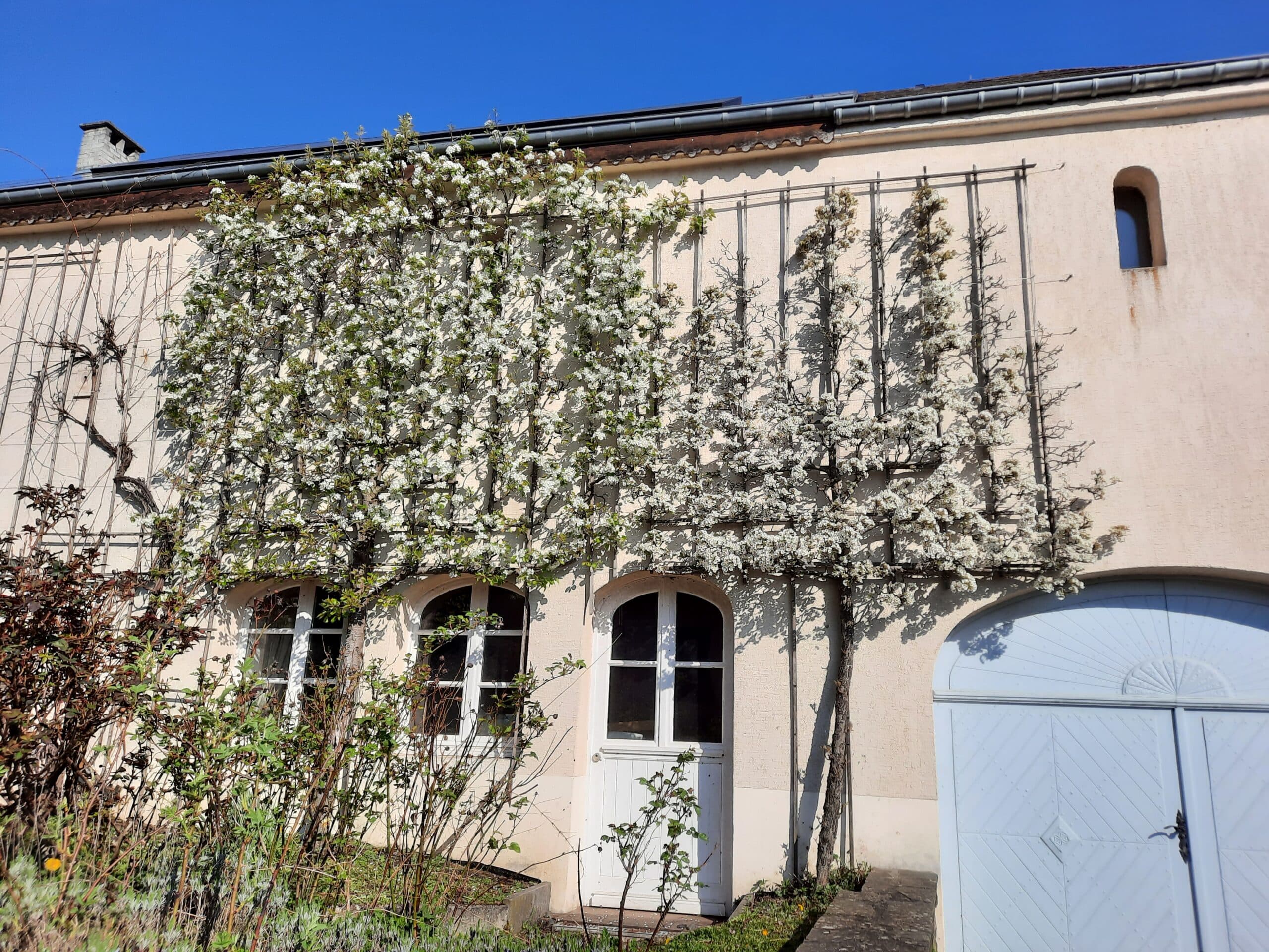 Introduction : Façade végétalisée