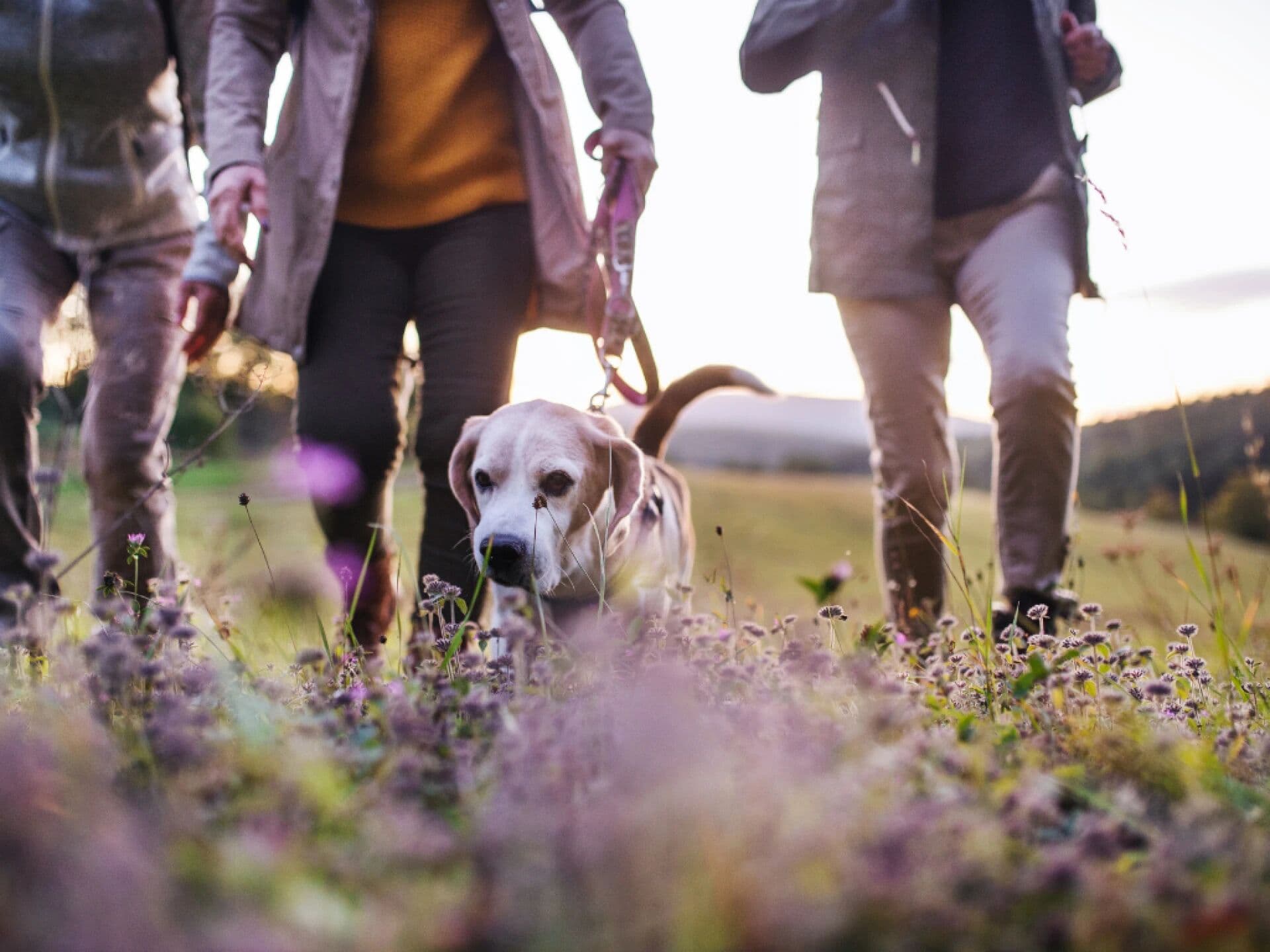 Dog meetup - Group walk with a coach