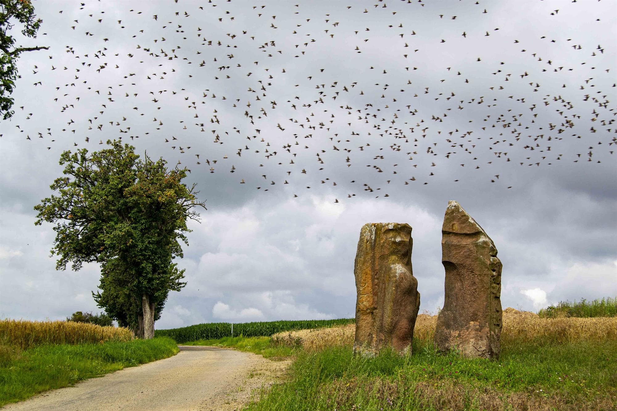 Running and Nordic Walking Course - Menhirs Festival