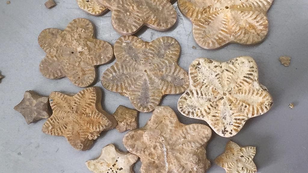 Mikrofossilien 11-18 ans