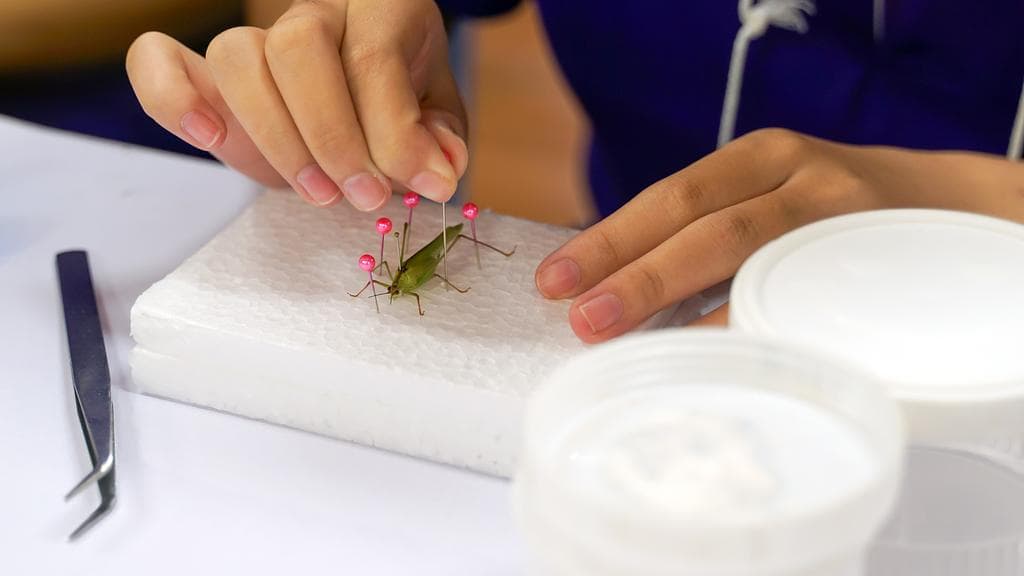 Préparation d’insectes (11-18 ans)