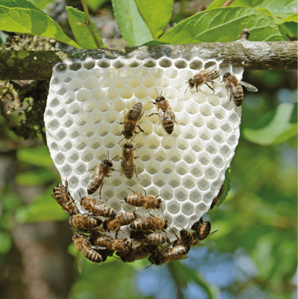 Talk about bees with Michel Collette: “Die Bienen & die Biolandwirtschaft”
