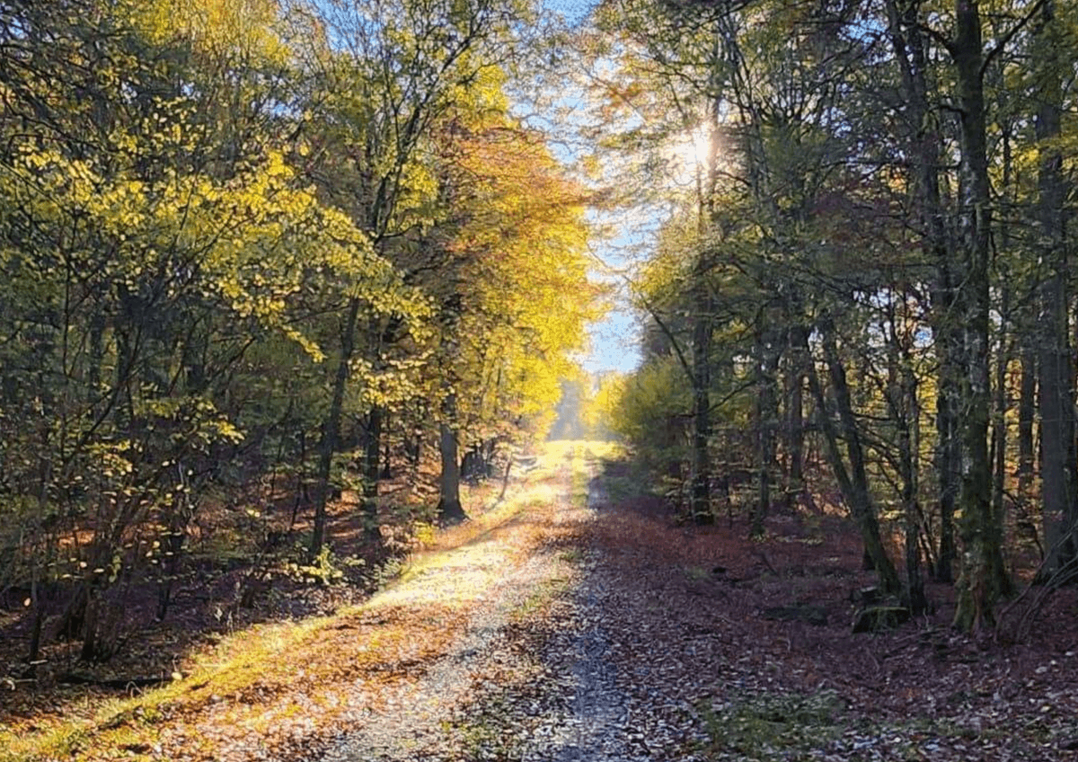 Discovering the forest with the ONF