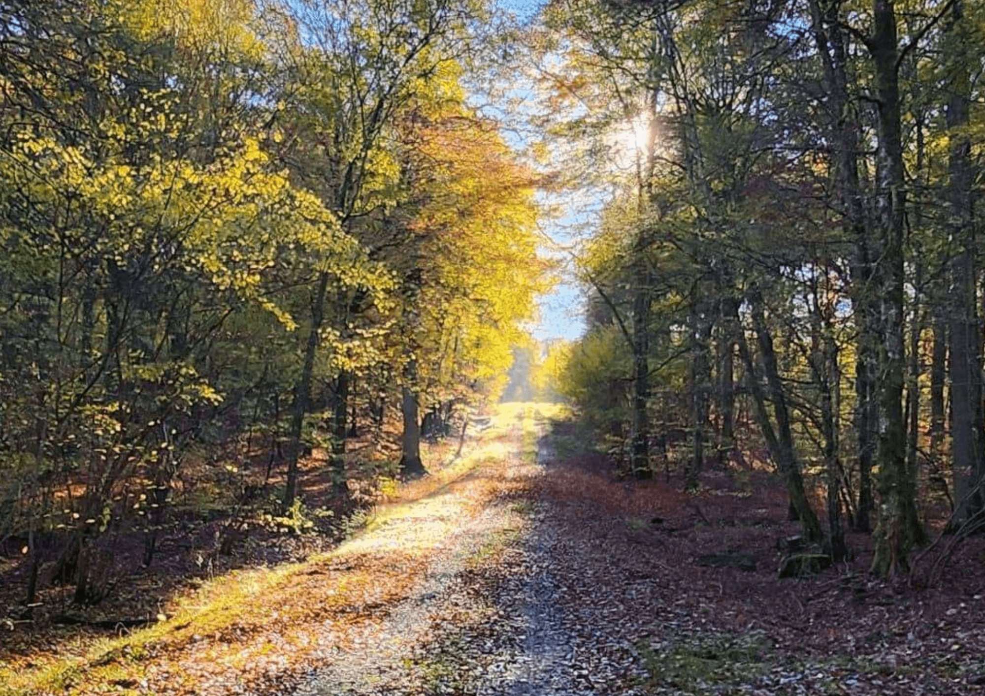 Discovering the forest with the ONF