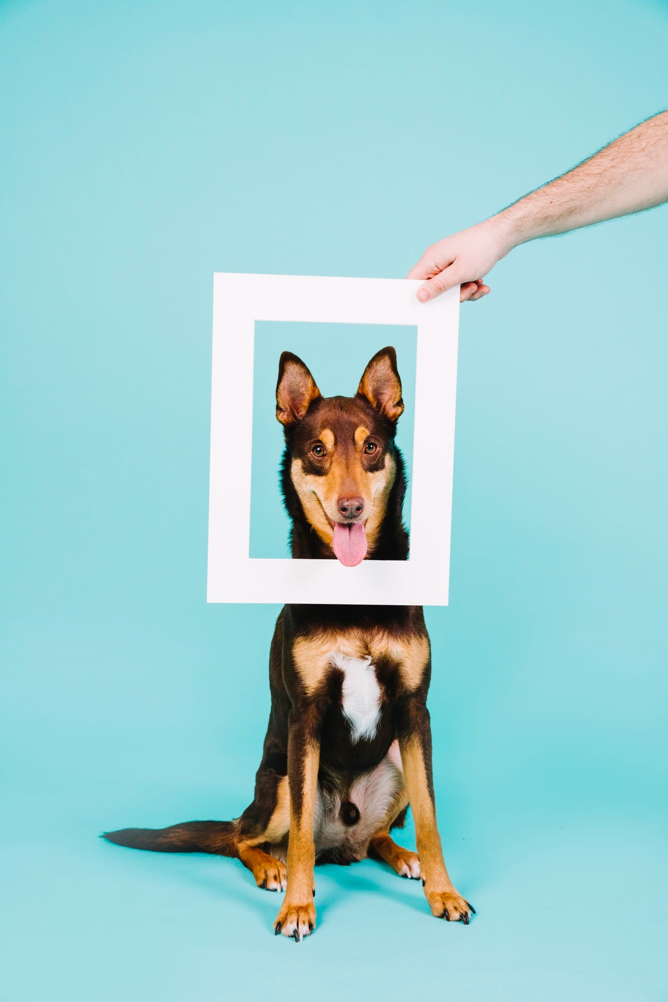 Studio photo maître et chien