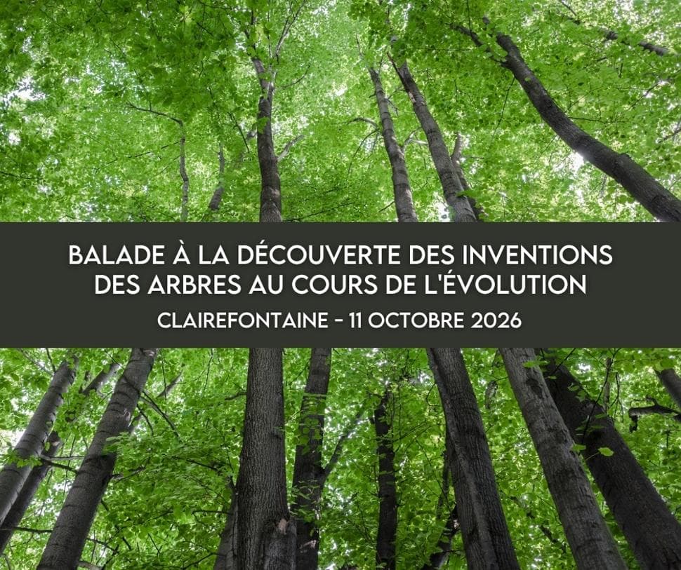 Walk discovering the inventions of trees through evolution