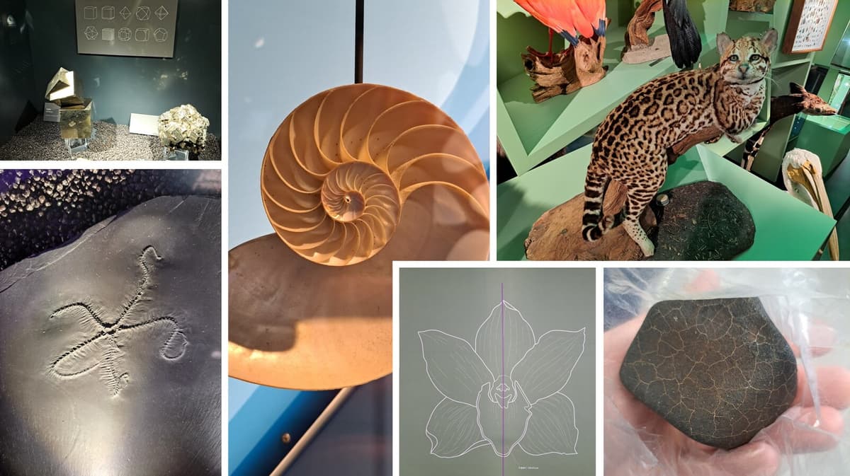 De la nature à l’art : une exploration des formes