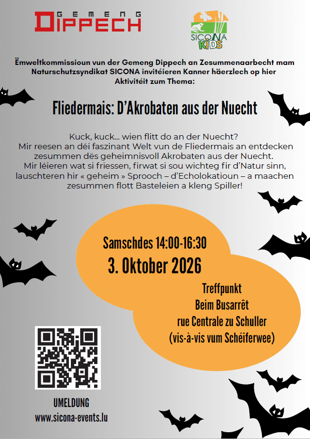 Bat activity with Sicona