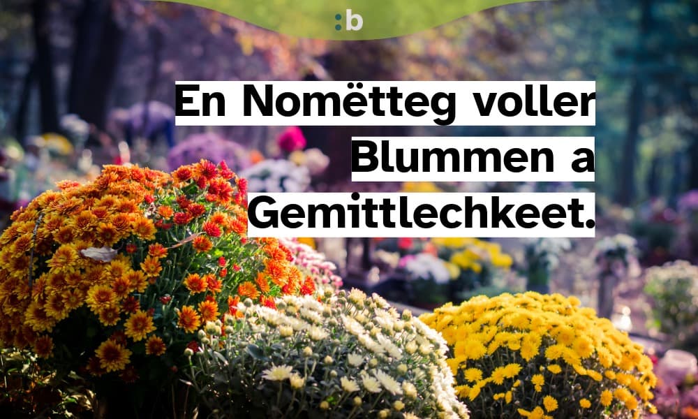Chrysanthemum celebration