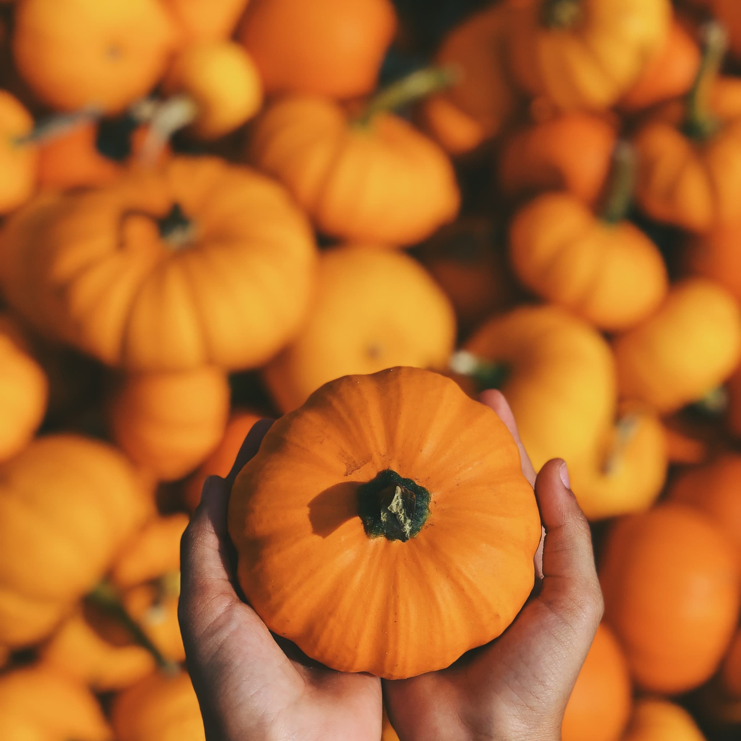 Halloween is coming… and it will be delicious!