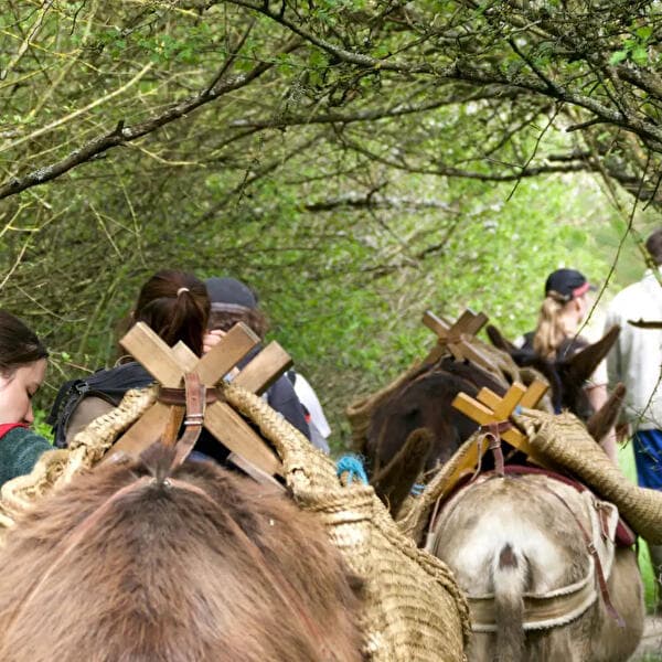 Walks “To the Echo of Hooves”