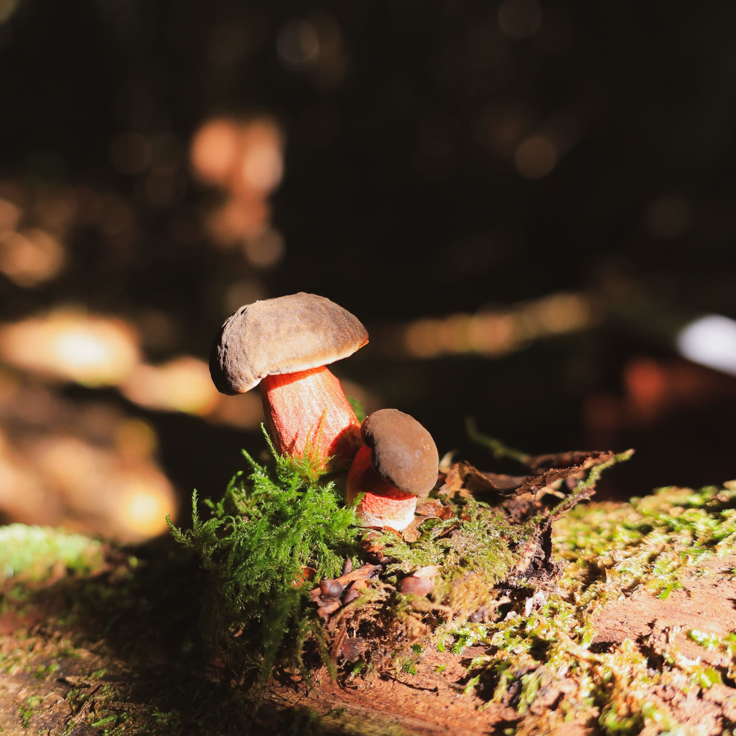 Randonnée aux champignons