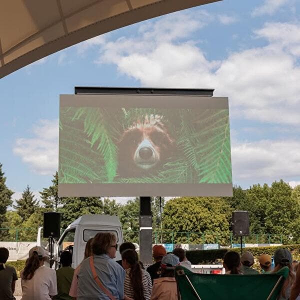 Cinéma d'été