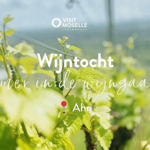 Balade œnologique - Été dans le vignoble