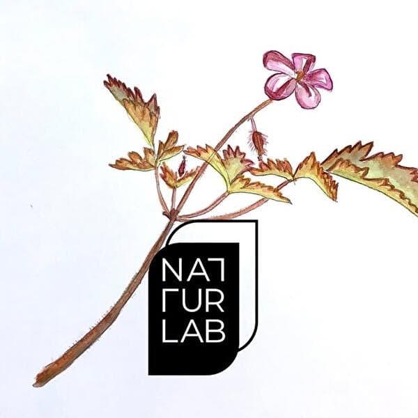 Nature Studies am Bouferdanger Mouer