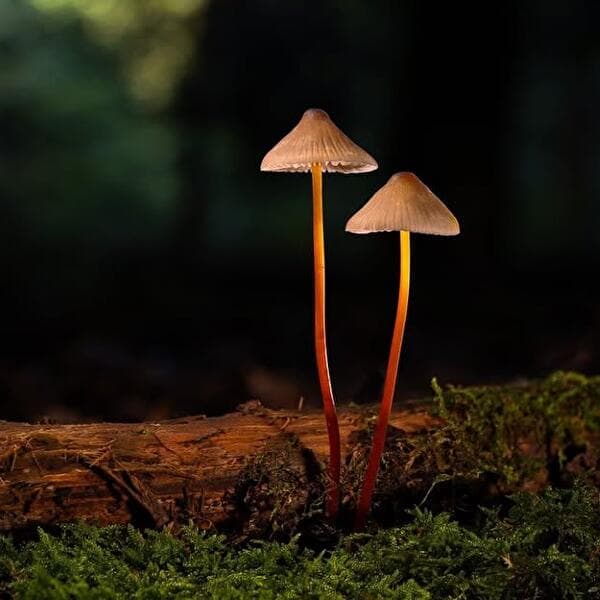 Atelier photo nature : mettez les champignons en scène !