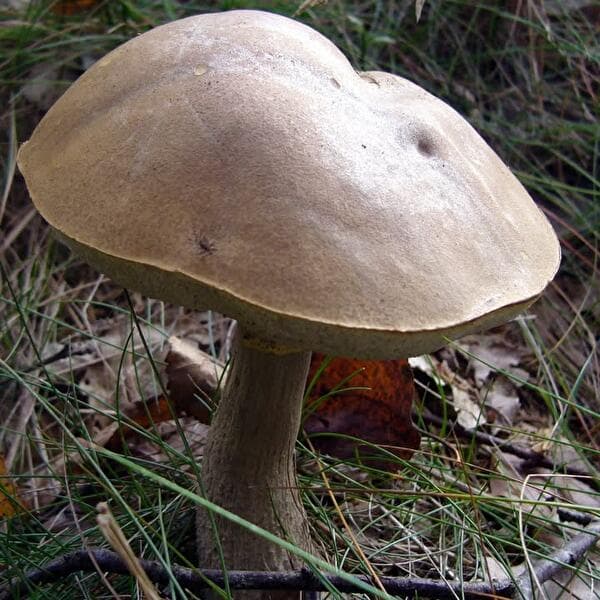 À la découverte des champignons en forêt d'Anlier