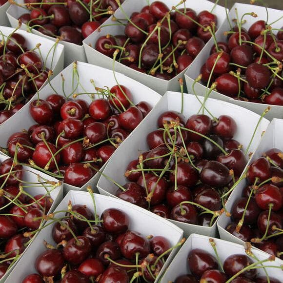 Cherry Festival