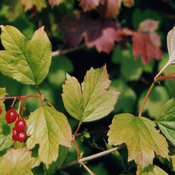 Kirchberg Arboretum - Beeches, Oaks, and Native Woody Plants