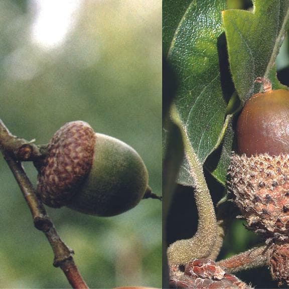 Arboretum Kirchberg - Fruits and Seeds