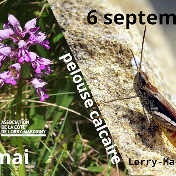 Visit to the limestone grassland