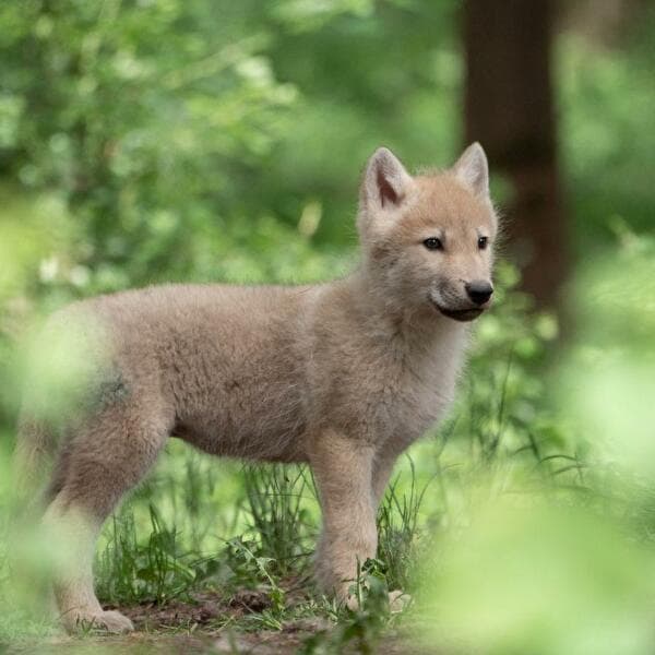Wolf stories explained to children