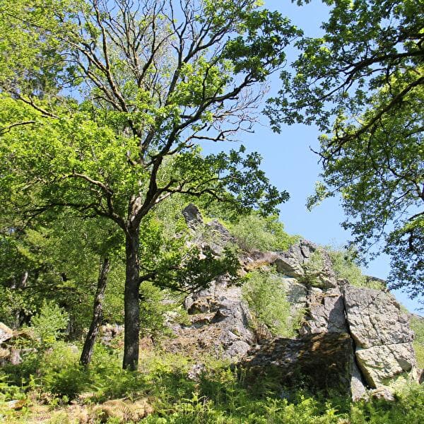 Guided walk: La Roche à l'appel