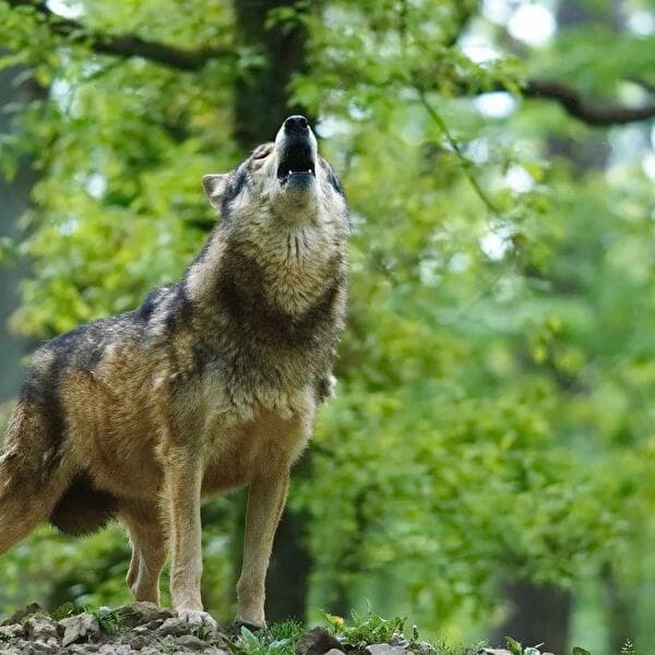 Wolf stories explained to children