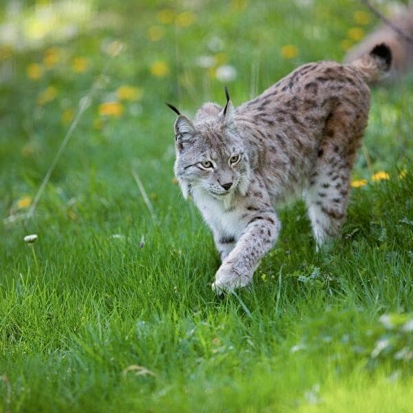 On the trail of the great predators