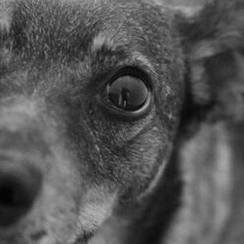 Tuffi - Pro Atelier (6-10), Puppy Stories
