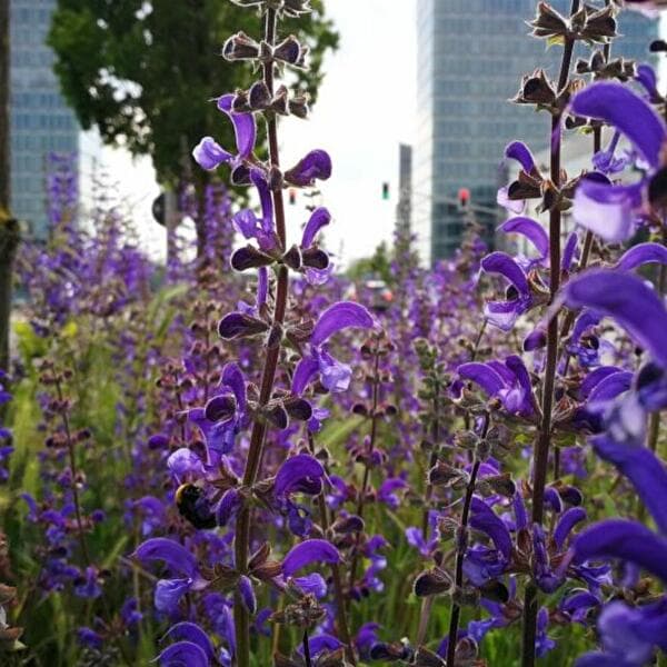 Balade herboriste à la découverte des plantes médicinales