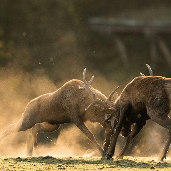 Deer Rut Explained to Children