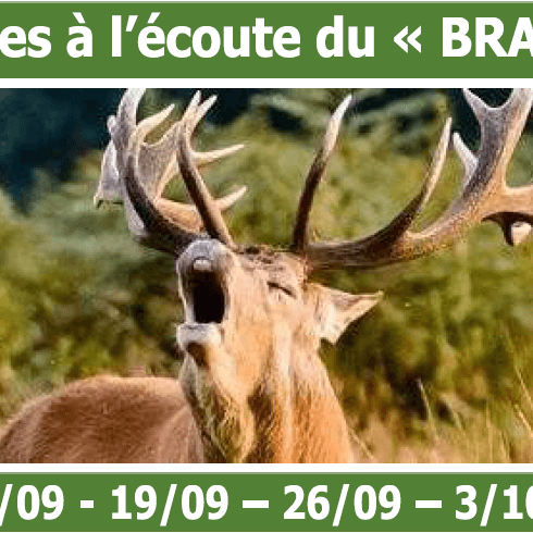 Soirées à l'écoute du "brame" : Soirée "tout en forêt"