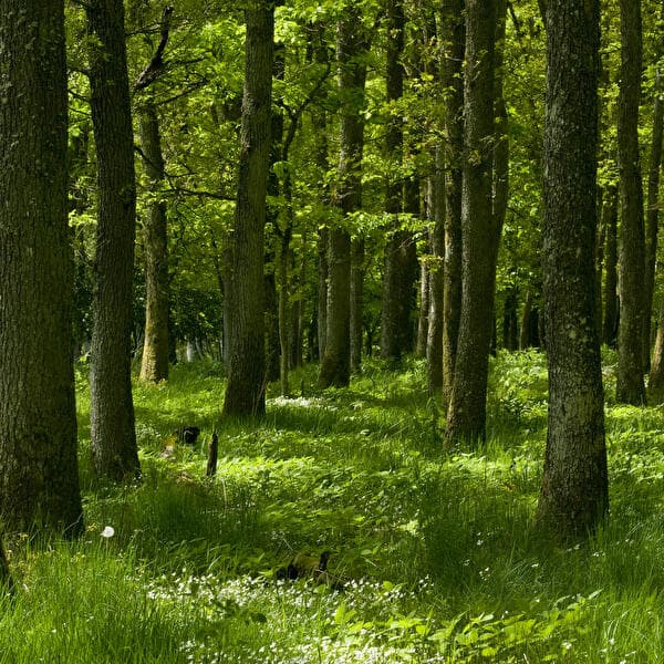 Bain de forêt – Trouver le calme, se ressourcer