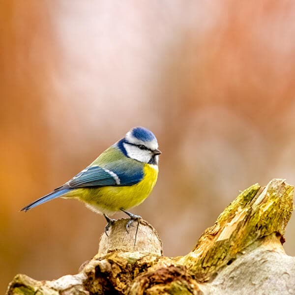 Tresser des saules pour les oiseaux – Une mangeoire à fabriquer soi-même !