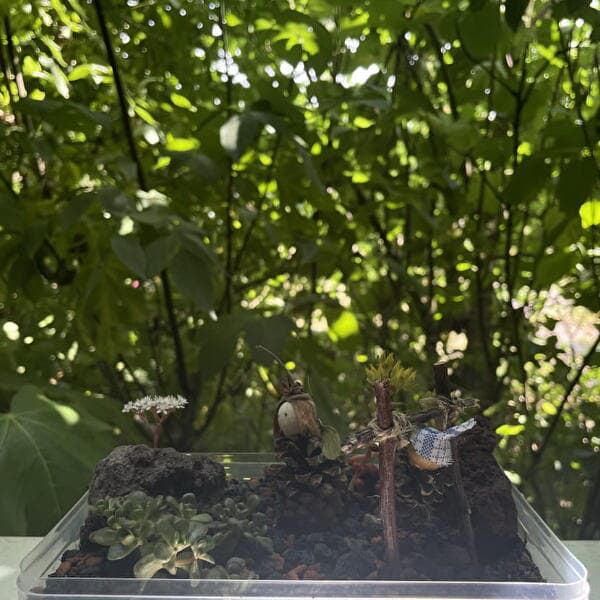 Children's workshop 5-10 years old: Mini-garden
