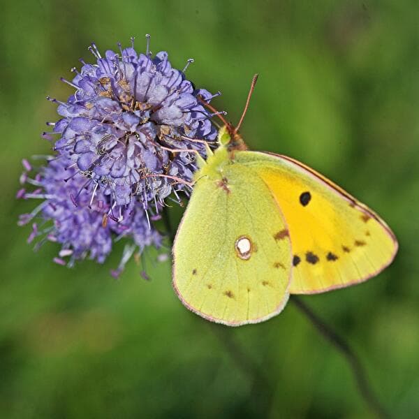Nature break - Meet the Devil's-bit scabious and its pollinators