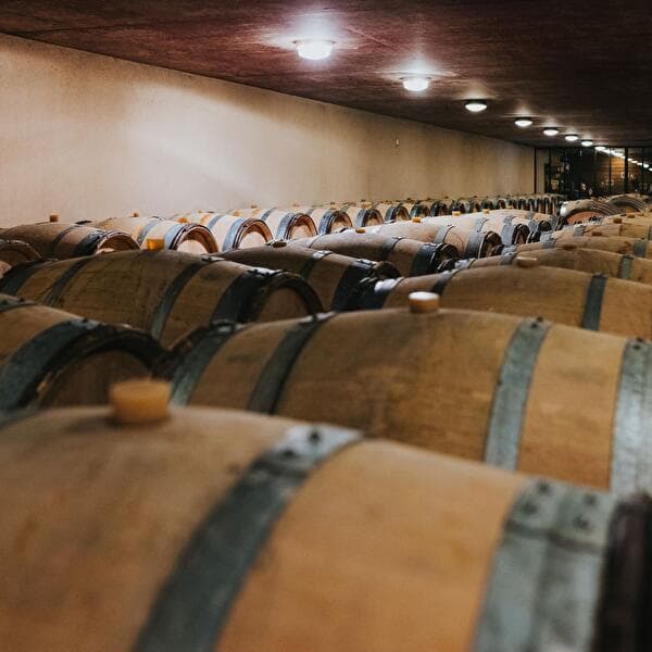 Bourgogne Tasting