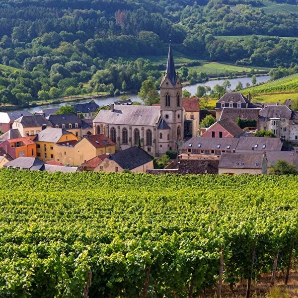 Vineyard Aperitif & Lunch in the Wine Cellars